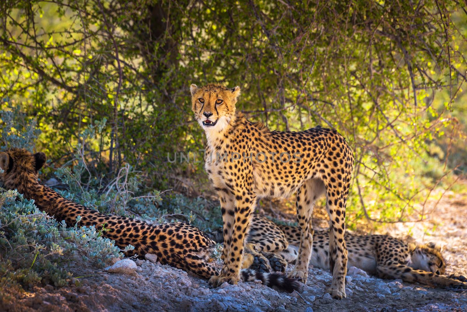 Three cheetahs in the Etosha National Park by nickfox