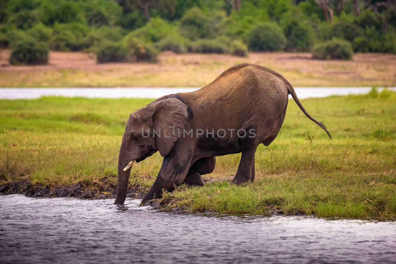 Elephant crossing the Chobe River in Chobe National Park, Botswana by nickfox