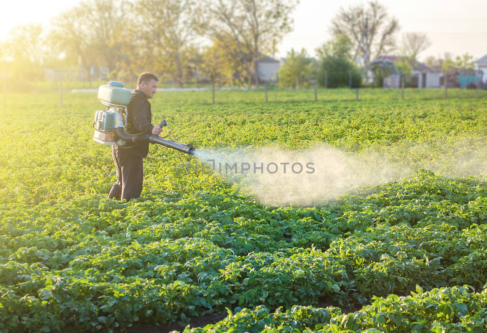 A farmer sprays a solution of copper sulfate on plants of potato bushes. Use chemicals in agriculture. Agriculture and agribusiness, agricultural industry. Fight against fungal infections and insects. by iLixe48