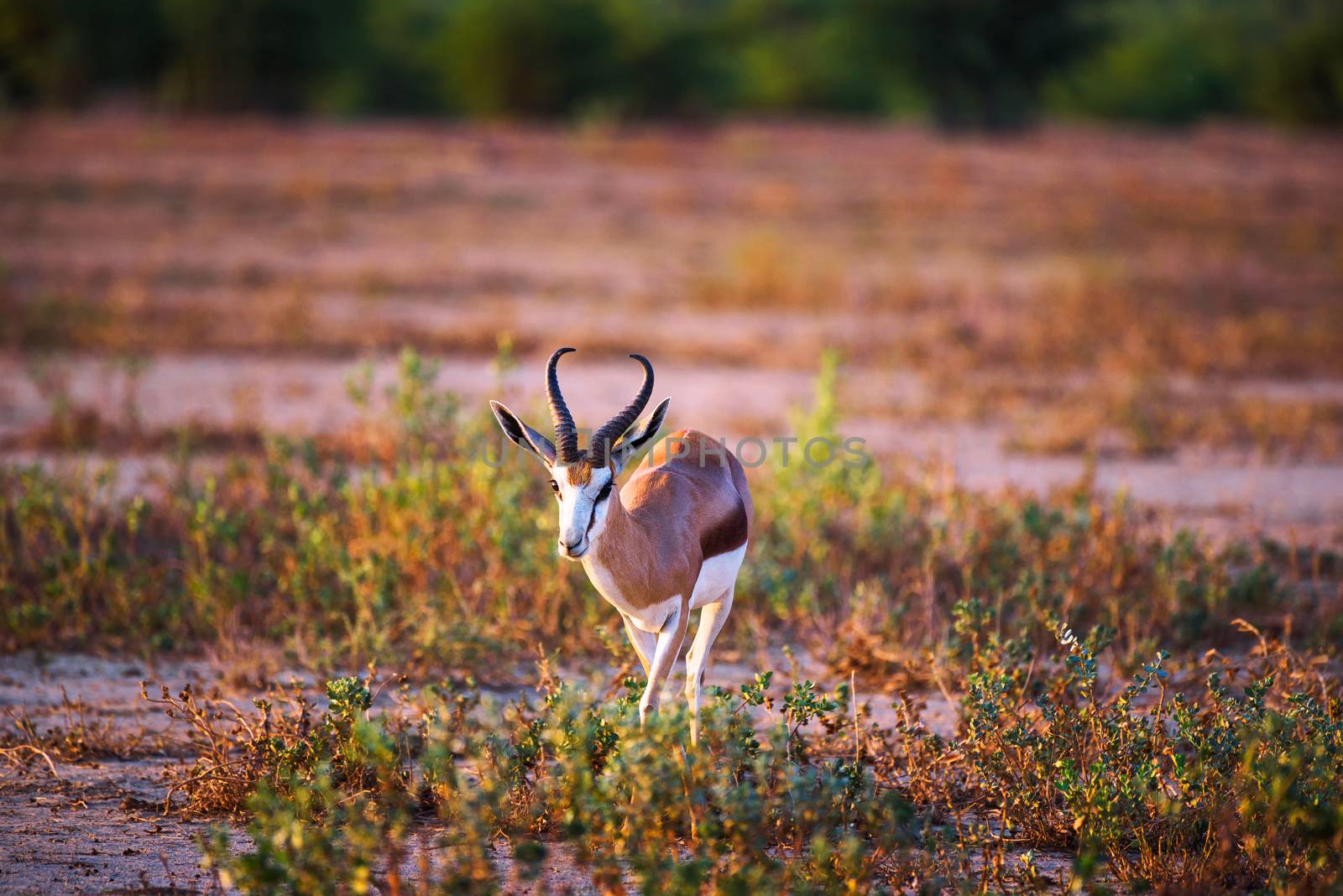 Springbok antelope photographed at sunset in Namibia by nickfox