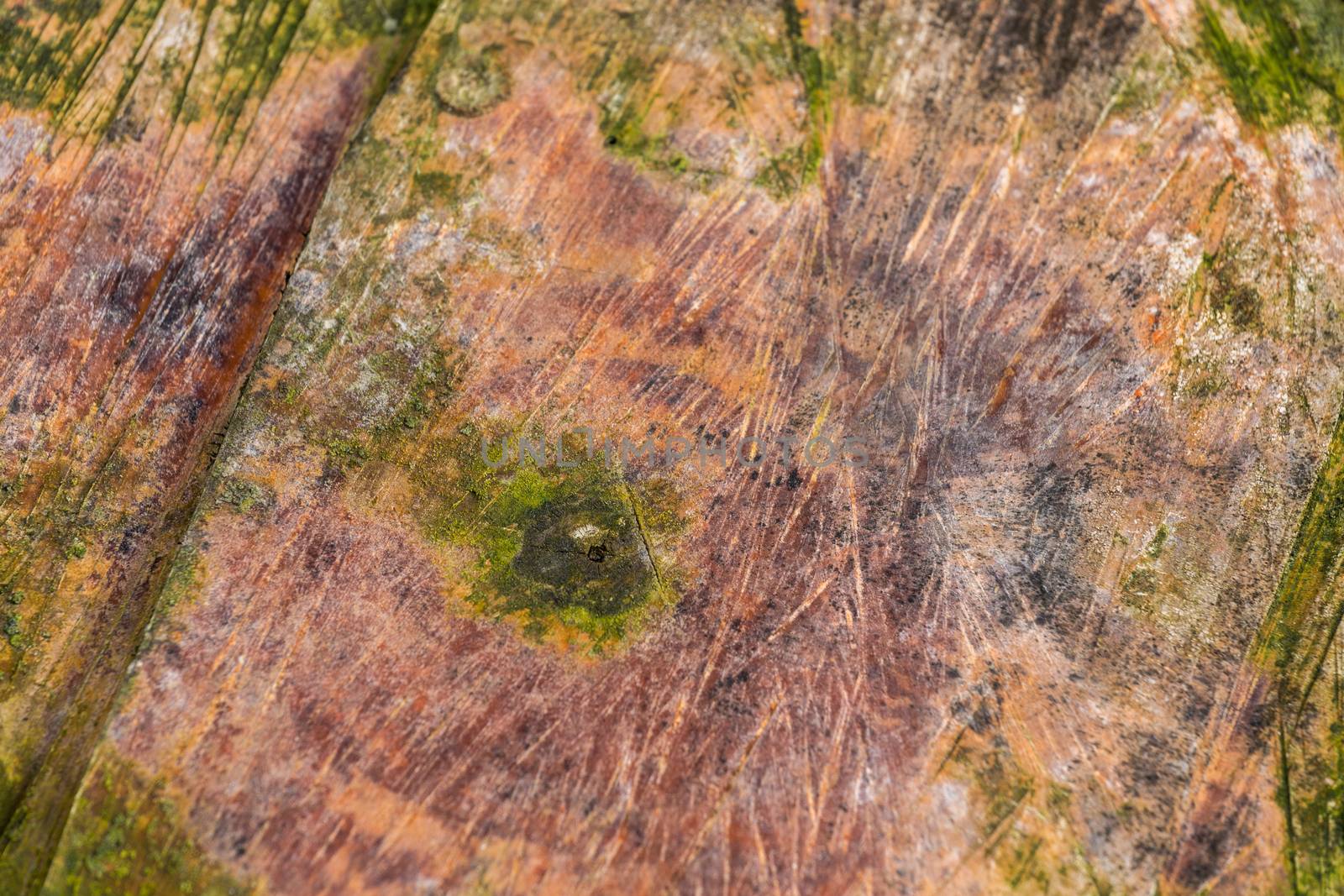 abstract wet wooden log cut surface with green moss spots and selective focus and blur.