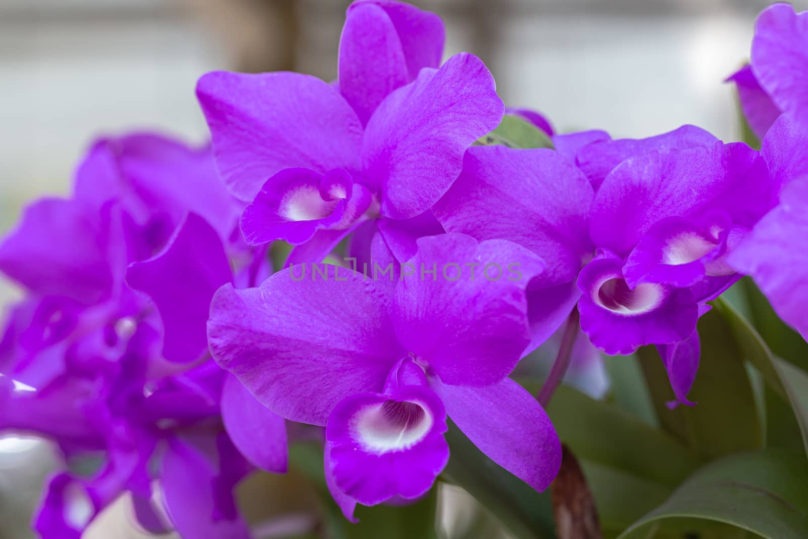 Orchid flower in orchid garden at winter or spring day for beauty and agriculture design. Cattleya Orchidaceae.