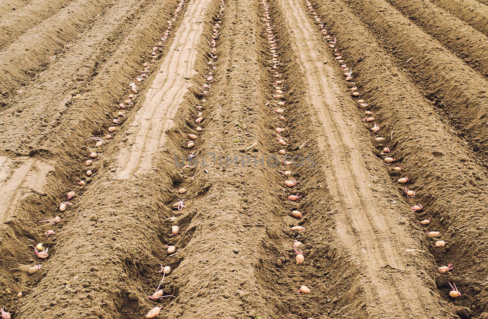 Seed sprouted potatoes are planted in rows in the ground before soil digging closing. The process of planting a potato plantation. Farming and agricultural industry. Agribusiness. Soil preparation. by iLixe48