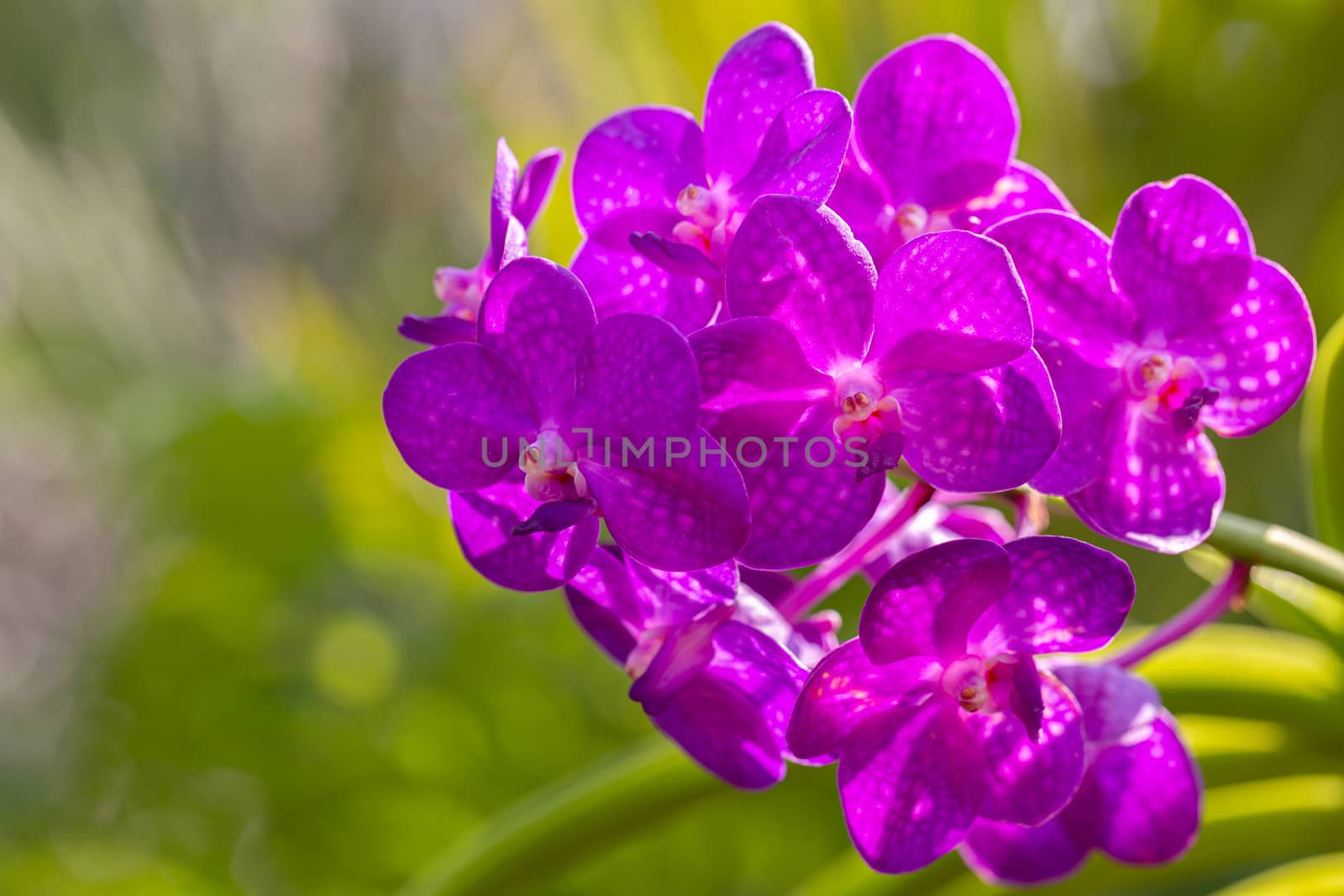 Orchid flower in orchid garden at winter or spring day for beauty and agriculture design. Vanda Orchidaceae.