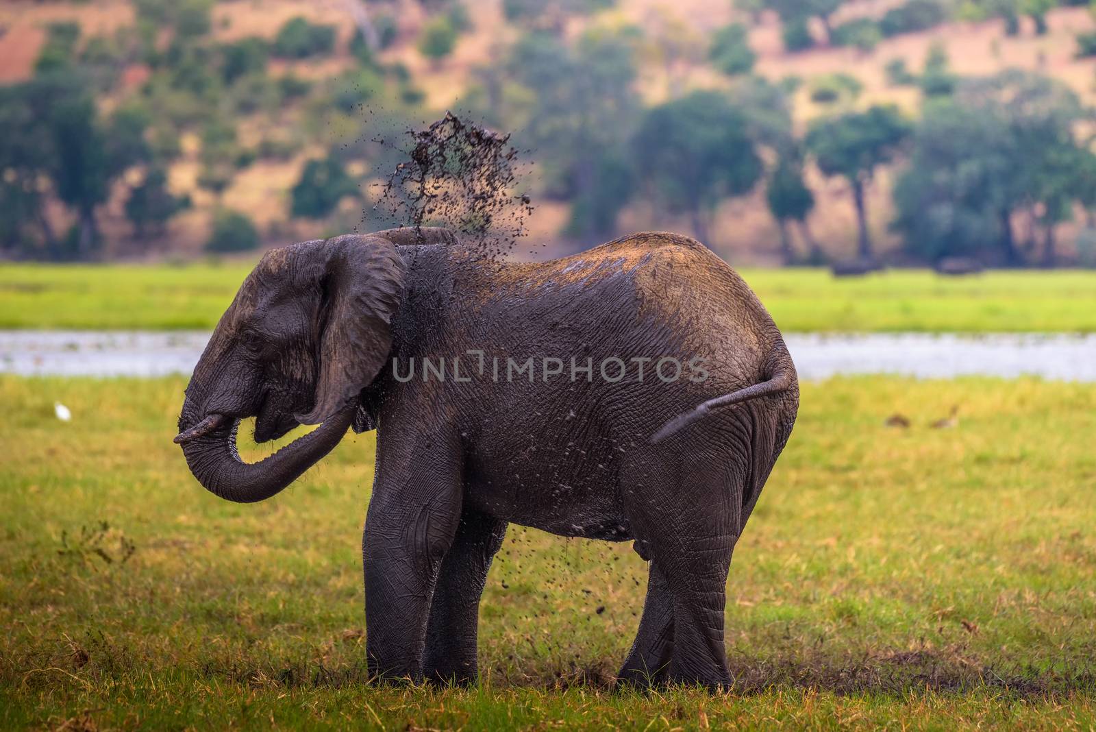 African bush elephant splashing mud with his trunk in Chobe National Park, Botswana.