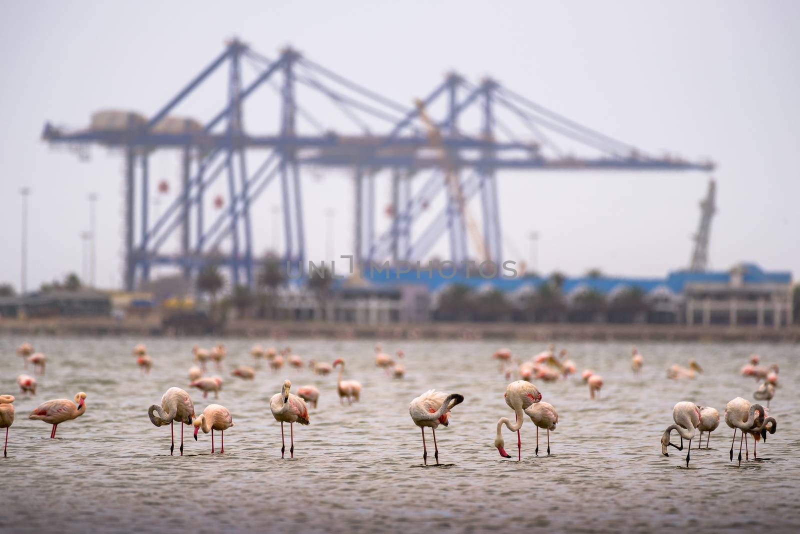 Flock of pink flamingos in Atlantic Ocean at Walvis Bay, Namibia, with large industrial cranes of Walvis Bay Harbor in the background.