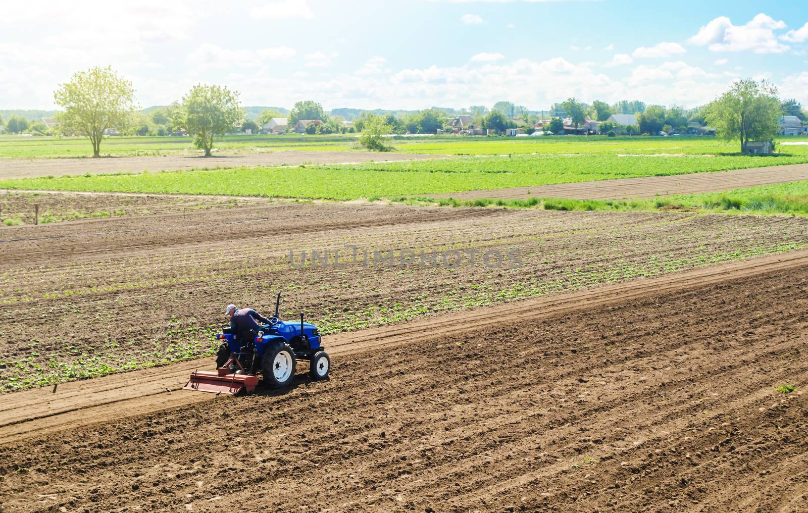 A farmer on a tractor cultivates a farm field. Field preparation for new crop planting. Cultivation equipment. Grinding and loosening soil, removing plants and roots from past harvest. Farm landscape