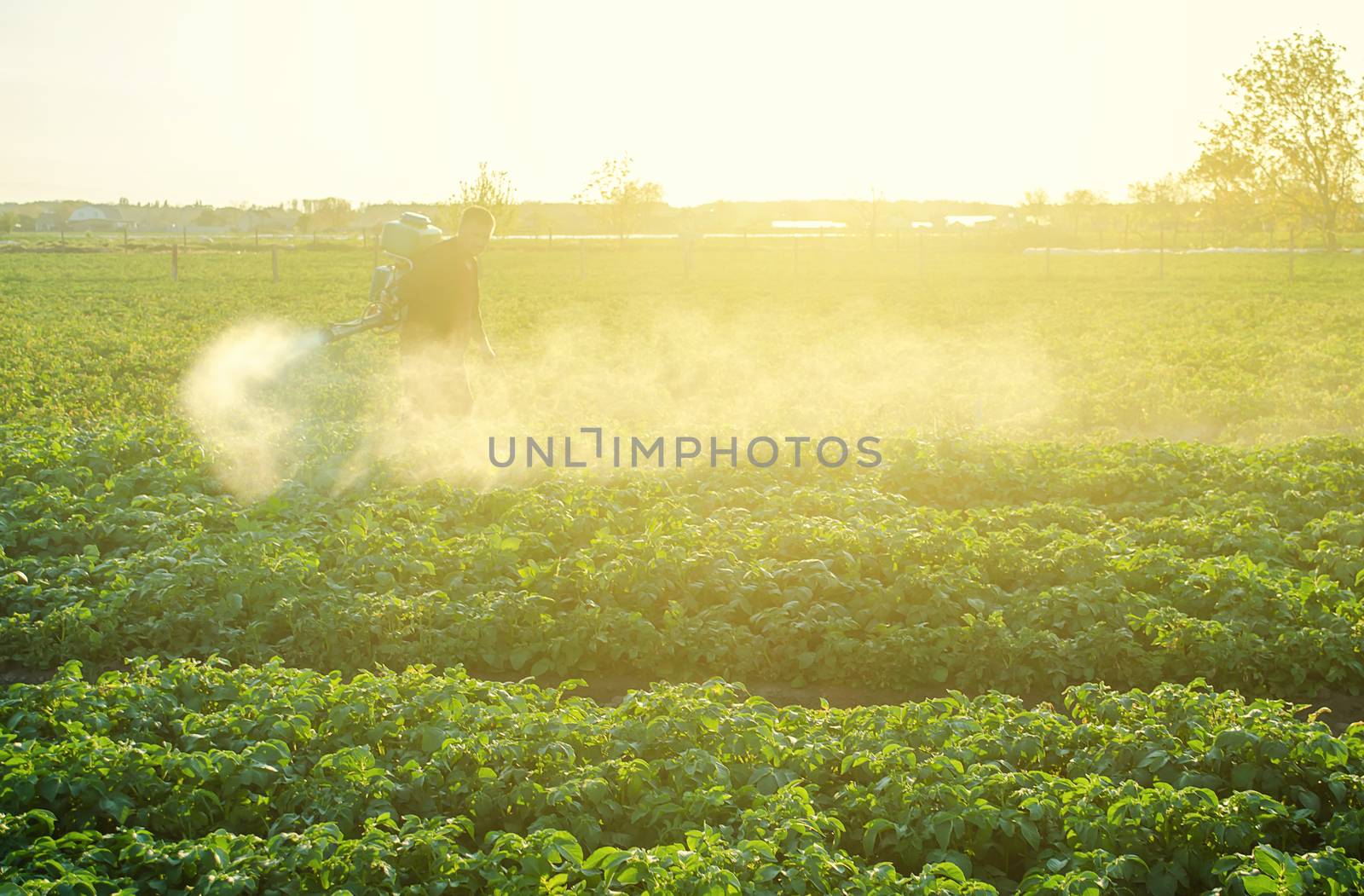 Farmer processing a potato plantation with a sprayer to protect from insect pests and fungal diseases. Plant rescue. Agriculture and agribusiness, agricultural industry. Reduced crop threat.