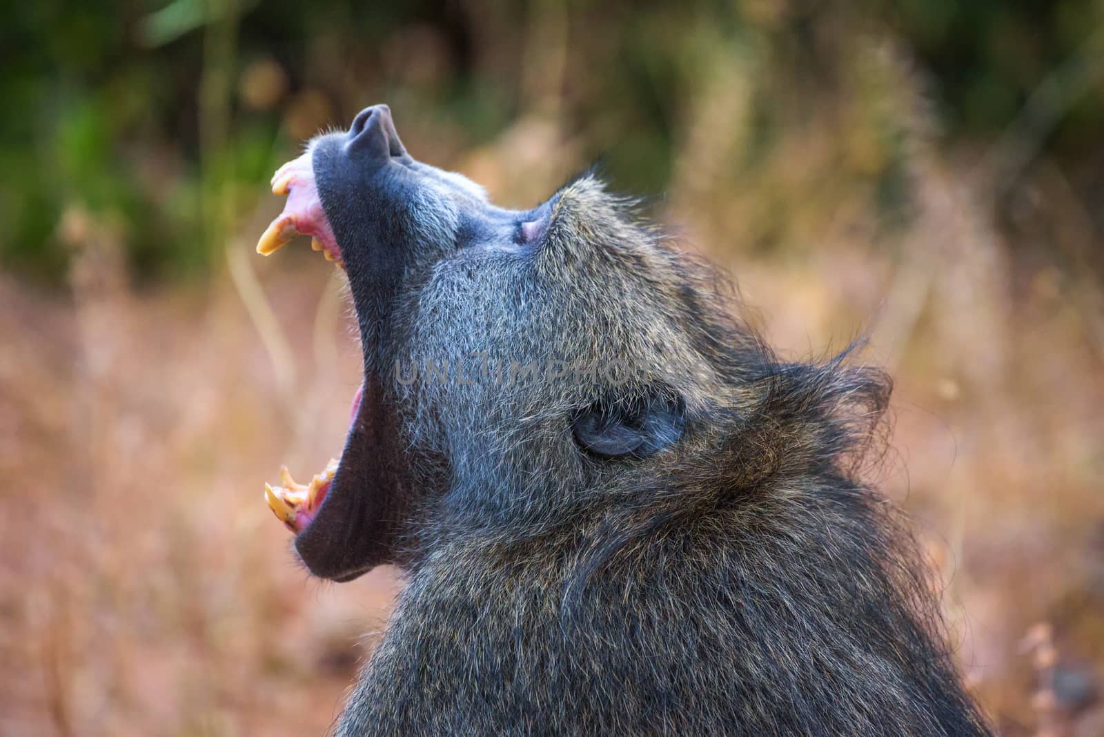 Chacma baboon monkey yawning and showing teeth in the Chobe National Park, Botswana