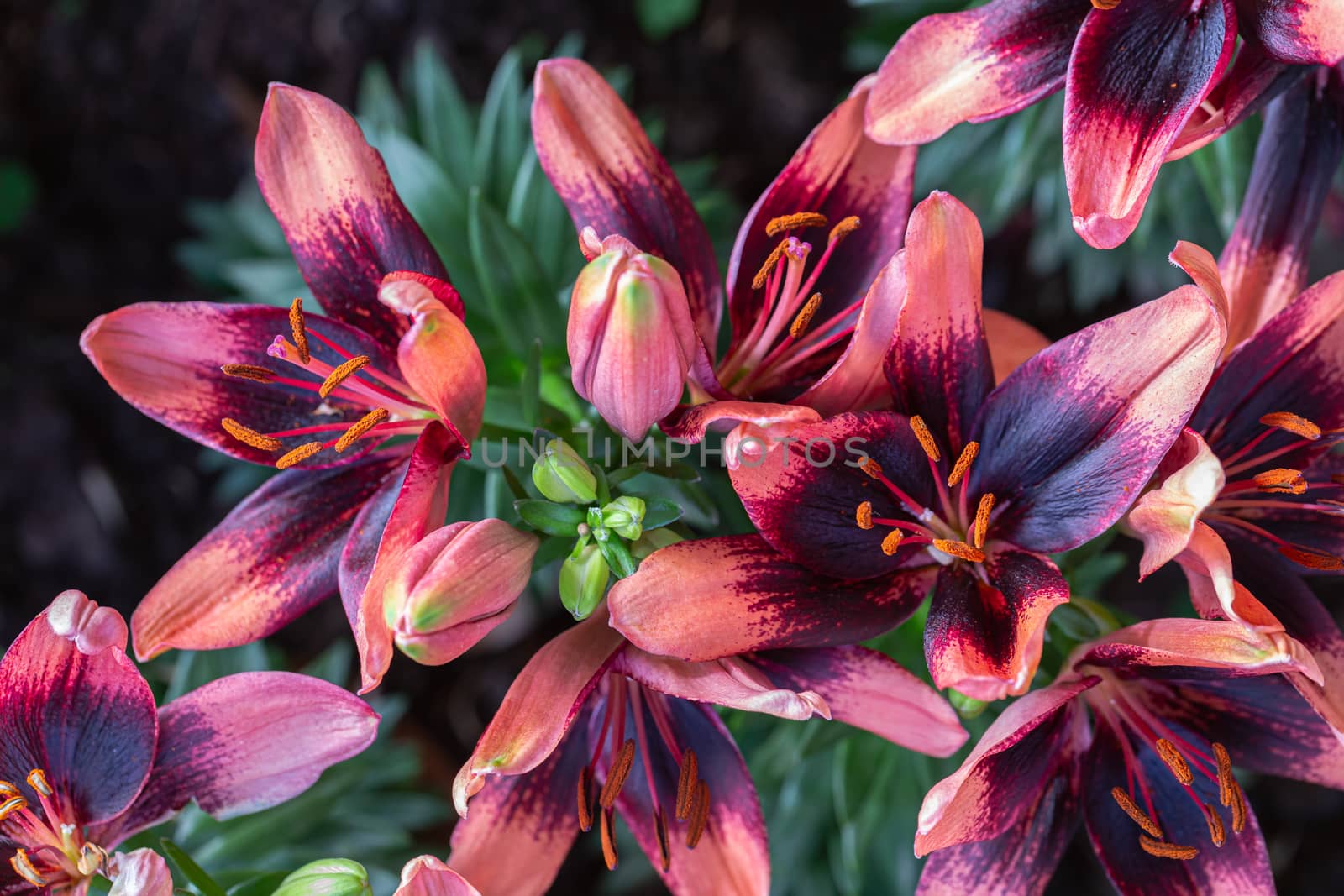 Asiatic lily or Asiatic lilies flower in garden at sunny summer or spring day.