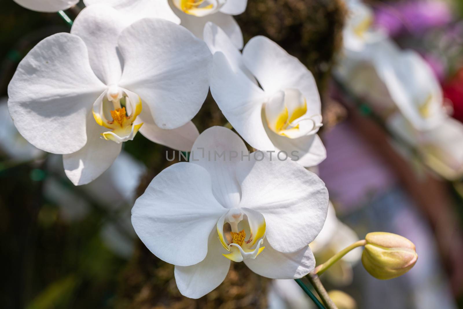 Orchid flower in orchid garden at winter or spring day. Phalaenopsis Orchidaceae. by phanthit