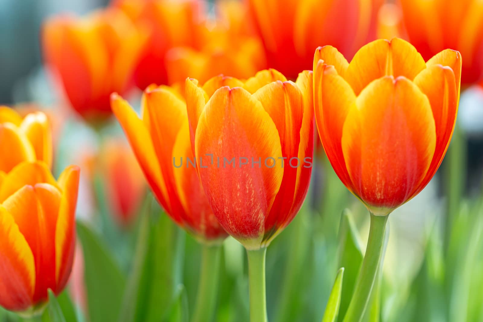 Tulip flower and green leaf background in tulip field at winter or spring day. by phanthit