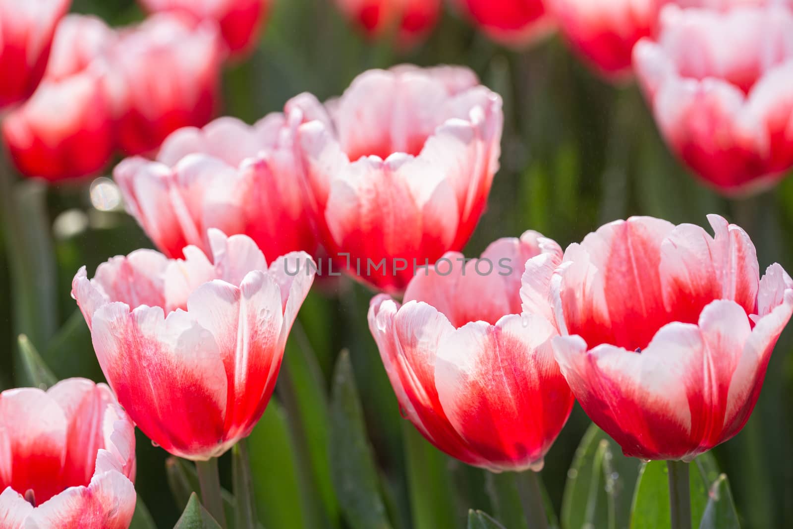 Tulip flower and green leaf background in tulip field at winter or spring day by phanthit
