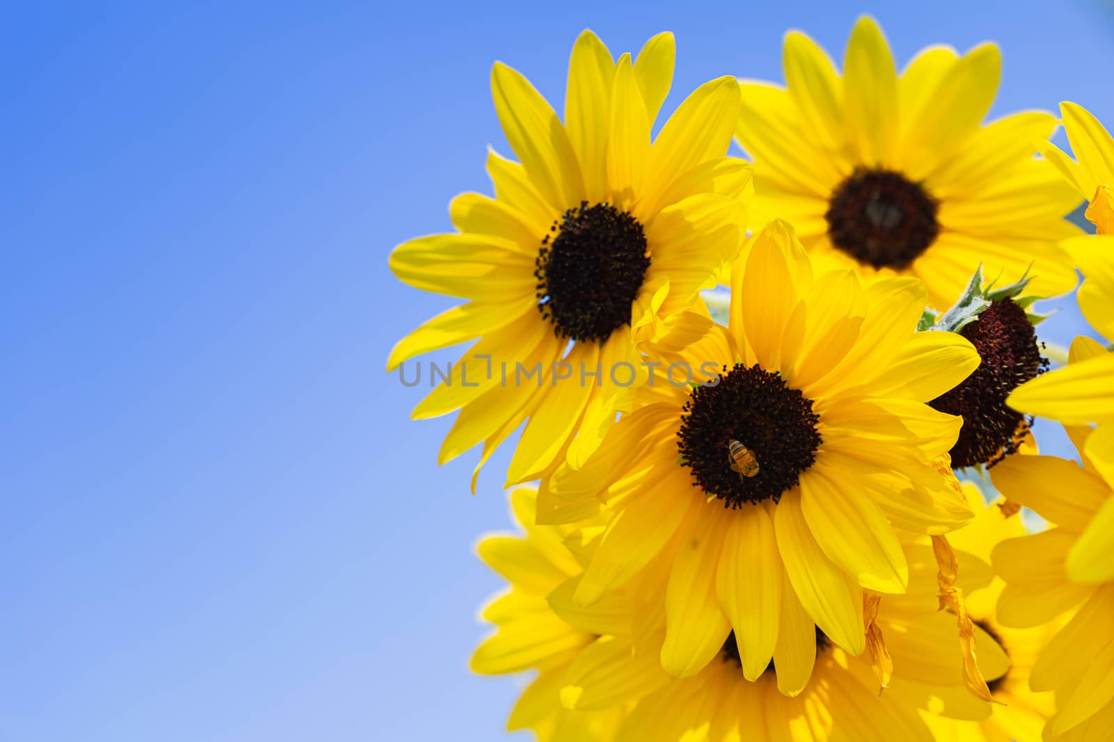 Sunflower in garden at sunny summer or spring day for decoration by phanthit