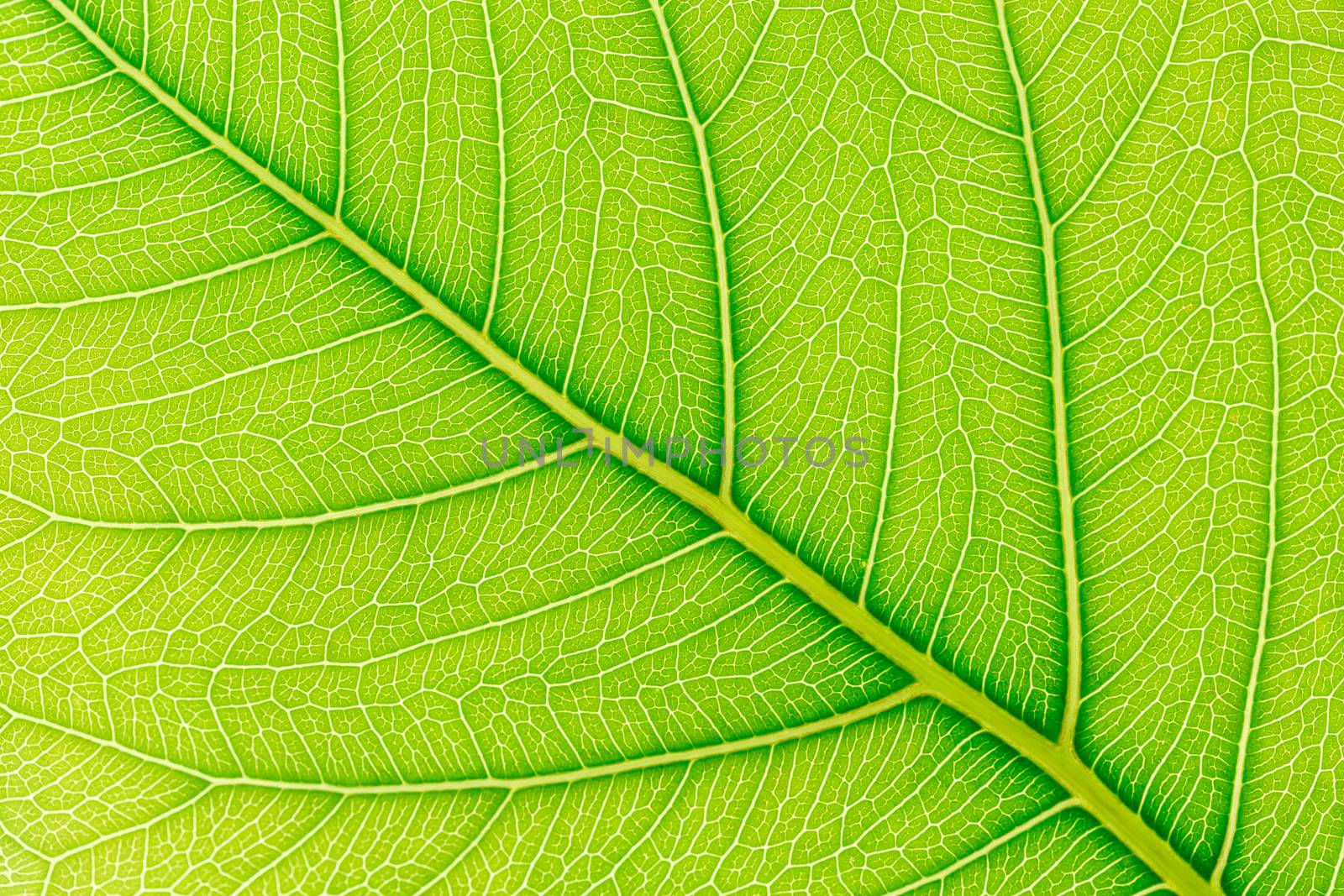 Leaf texture background. Leaf motifs that occurs natural. by phanthit