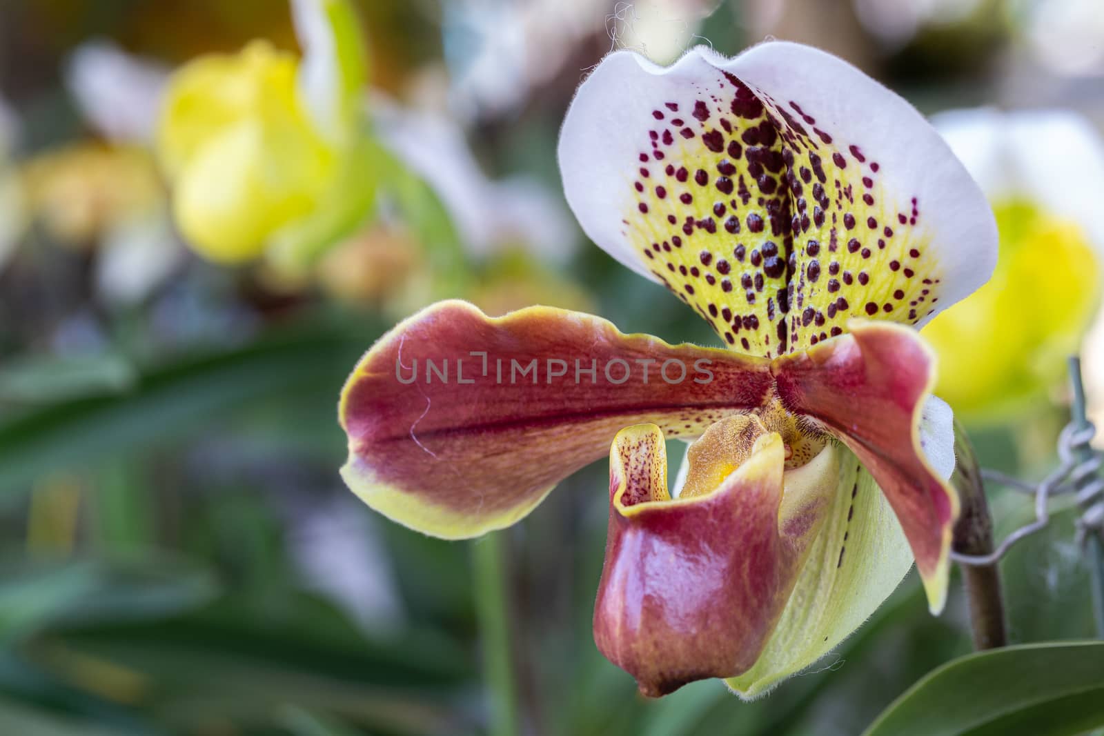 Orchid flower in orchid garden. Paphiopedilum Orchidaceae. or Lady's Slipper by phanthit