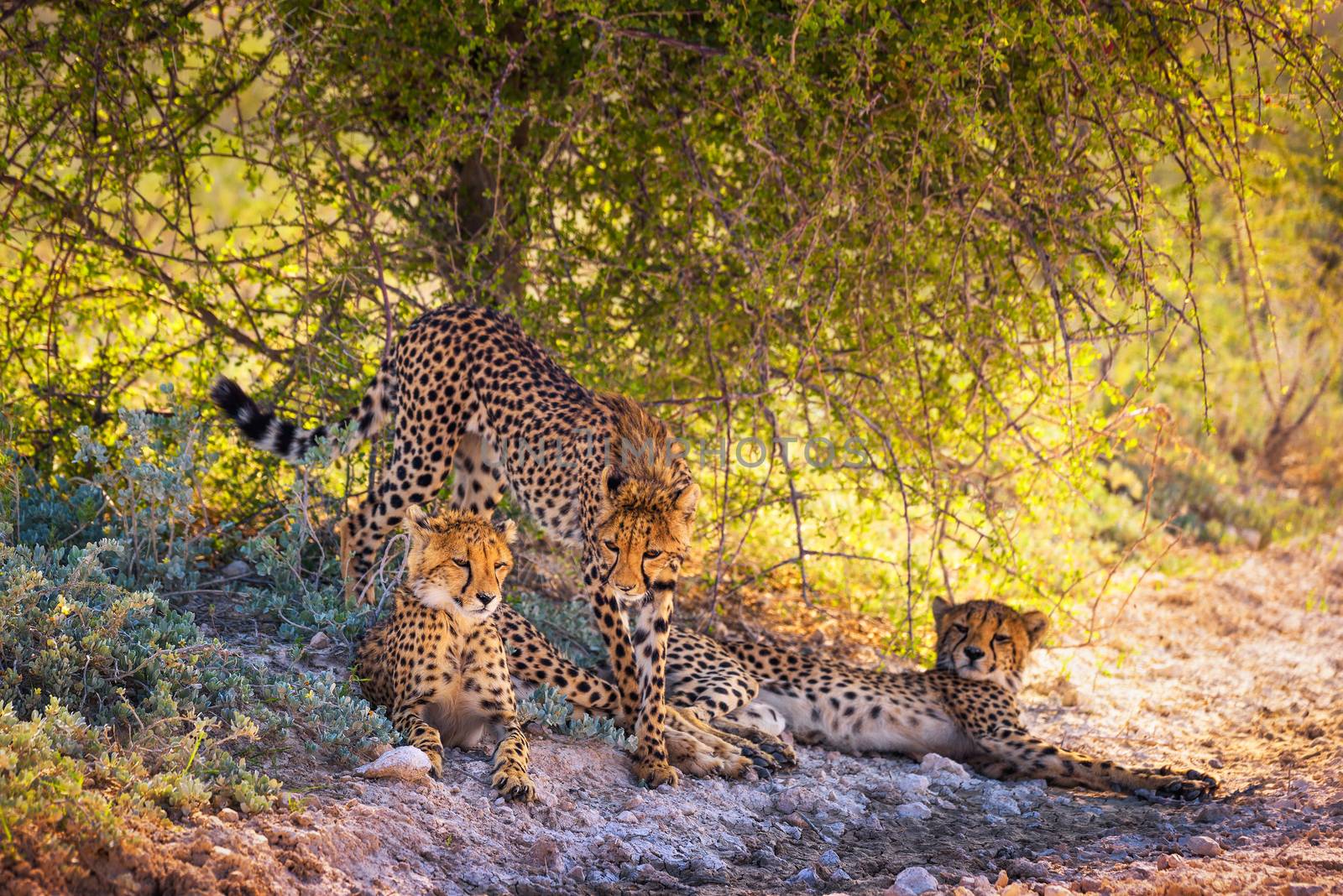 Three cheetahs in the Etosha National Park, the largest wildlife reserve in Namibia