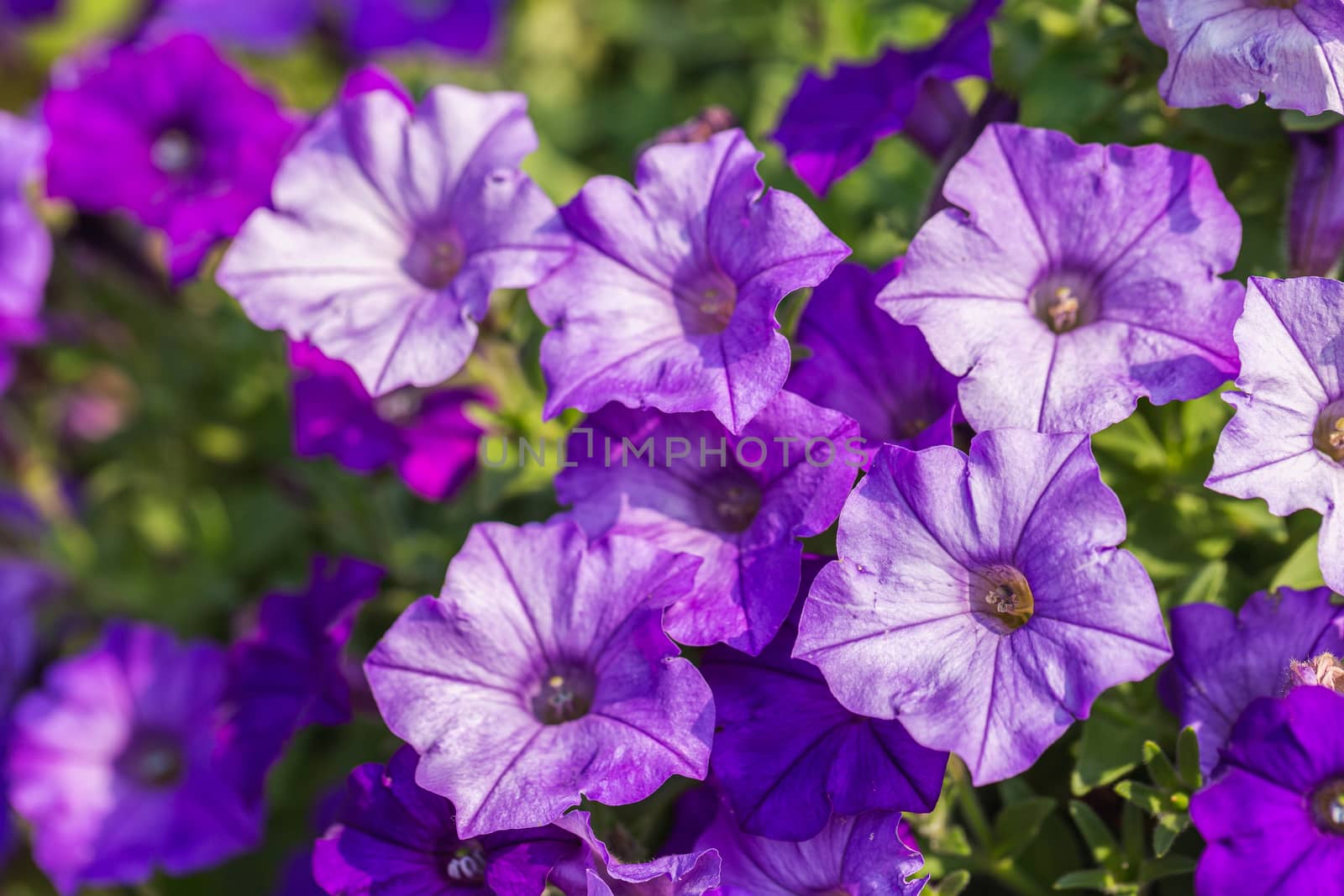 Petunia flower in garden at sunny summer or spring day. by phanthit
