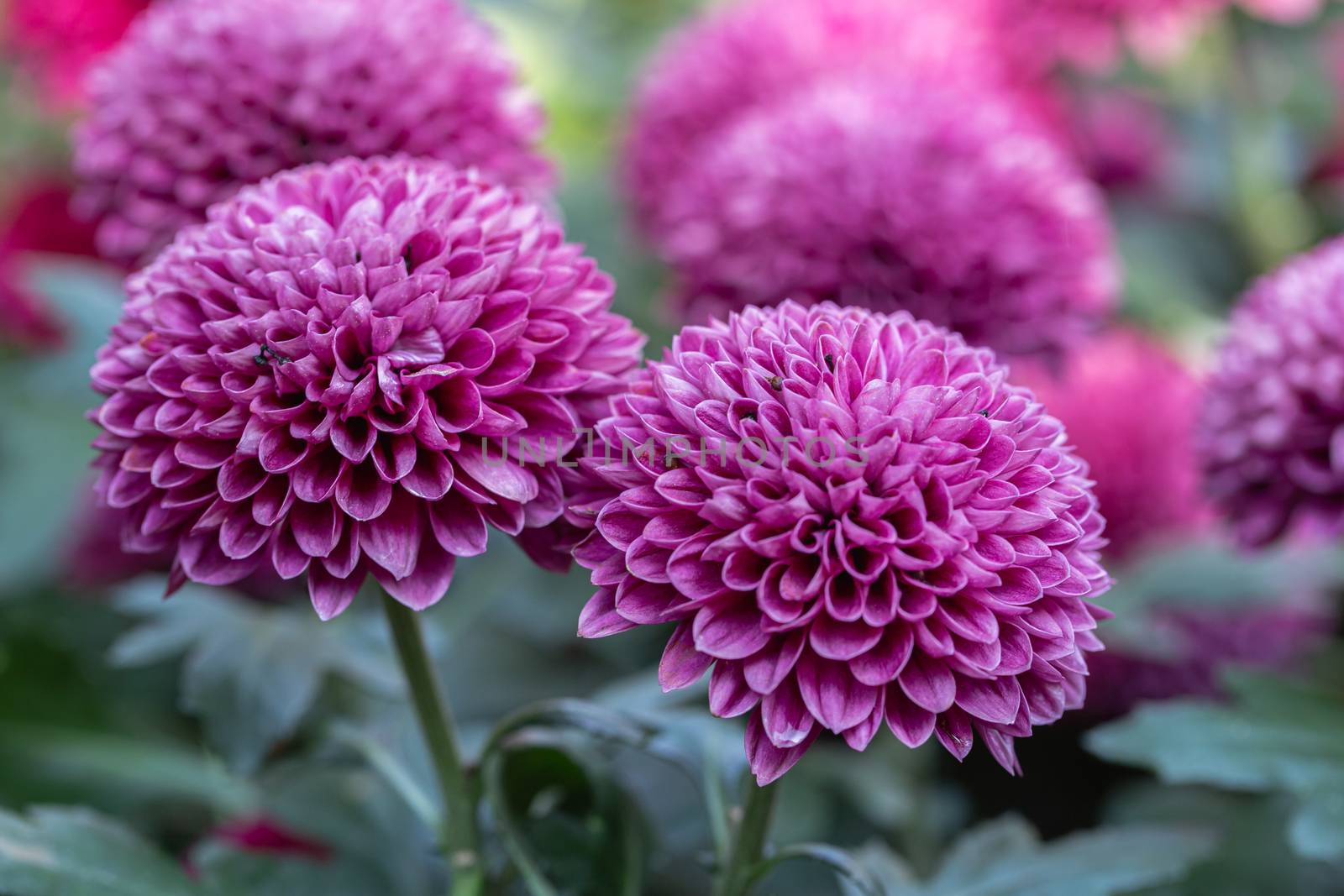 Pompom chrysanthemums flower in garden at sunny summer or spring day for decoration and agriculture design.
