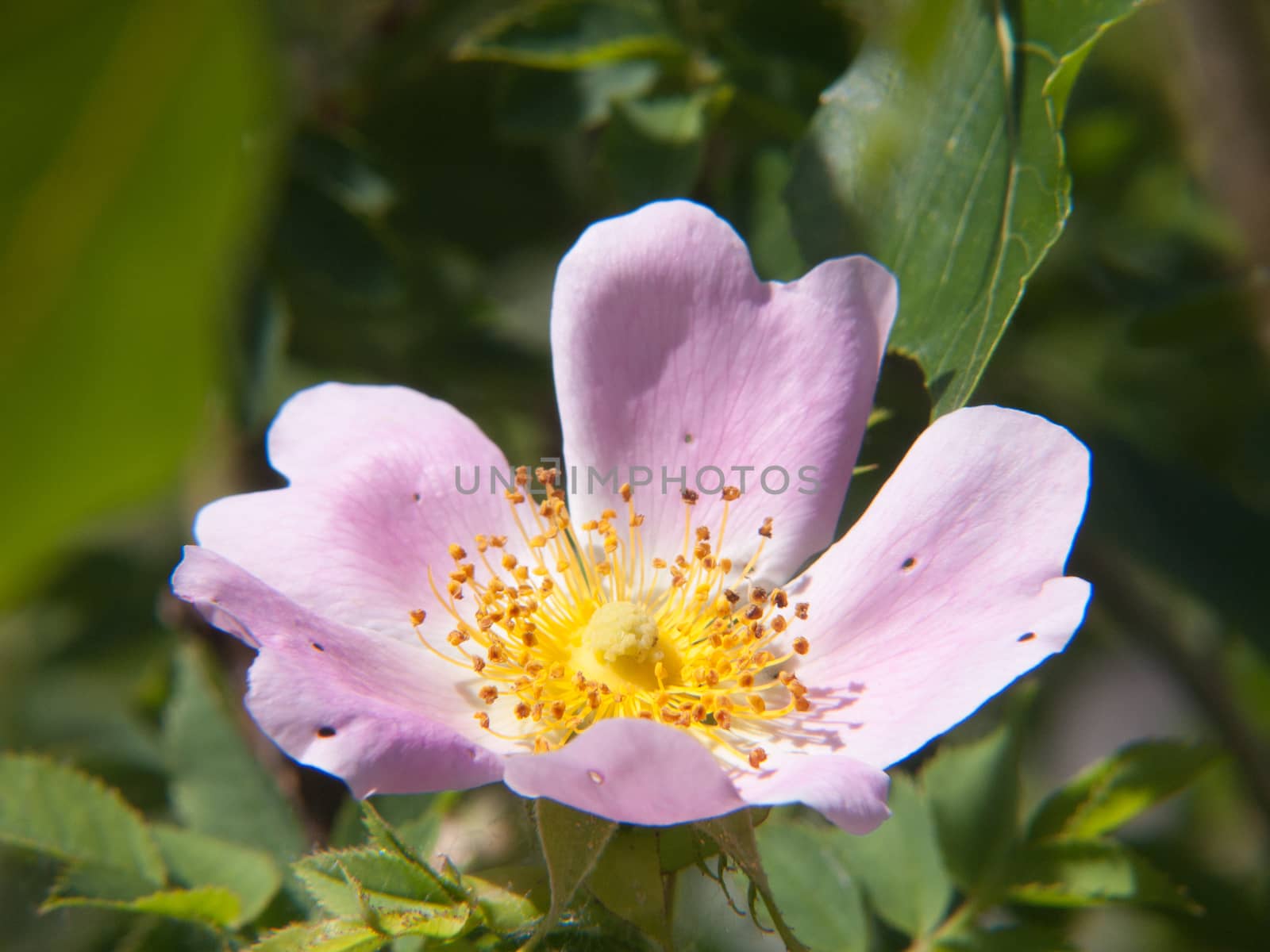 rosa canina