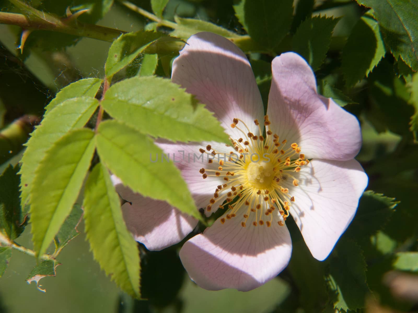 rosa canina