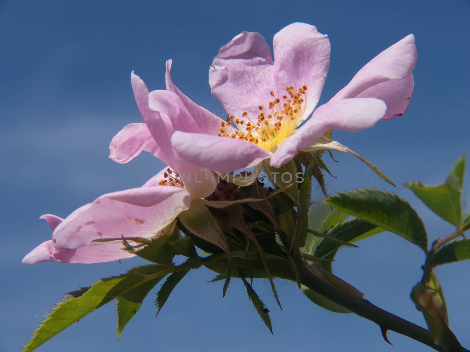 rosa canina