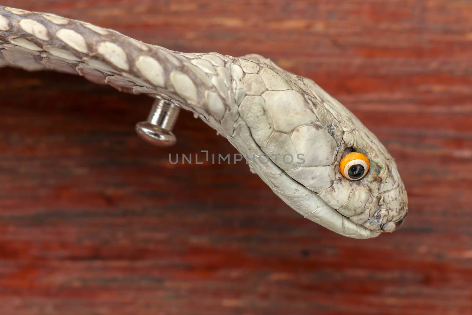 A close up head of a King Cobra. Tanned skin of Ophiophagus hannah. Belt of the most venomous snake on Bali island in Indonesia. Product from leather workshop.