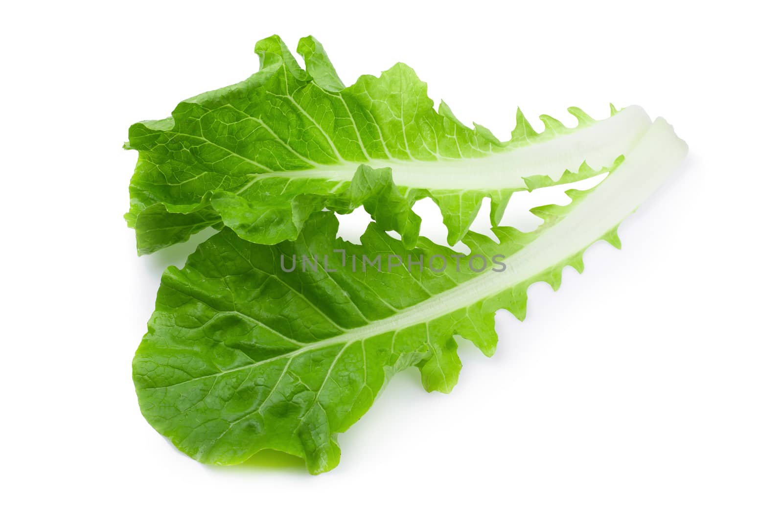 Lettuce leaves isolated on a white background.