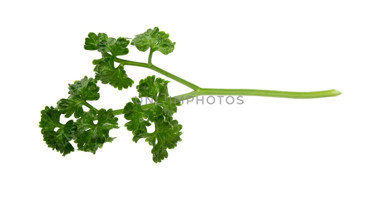 parsley fresh herb isolated on a white background.