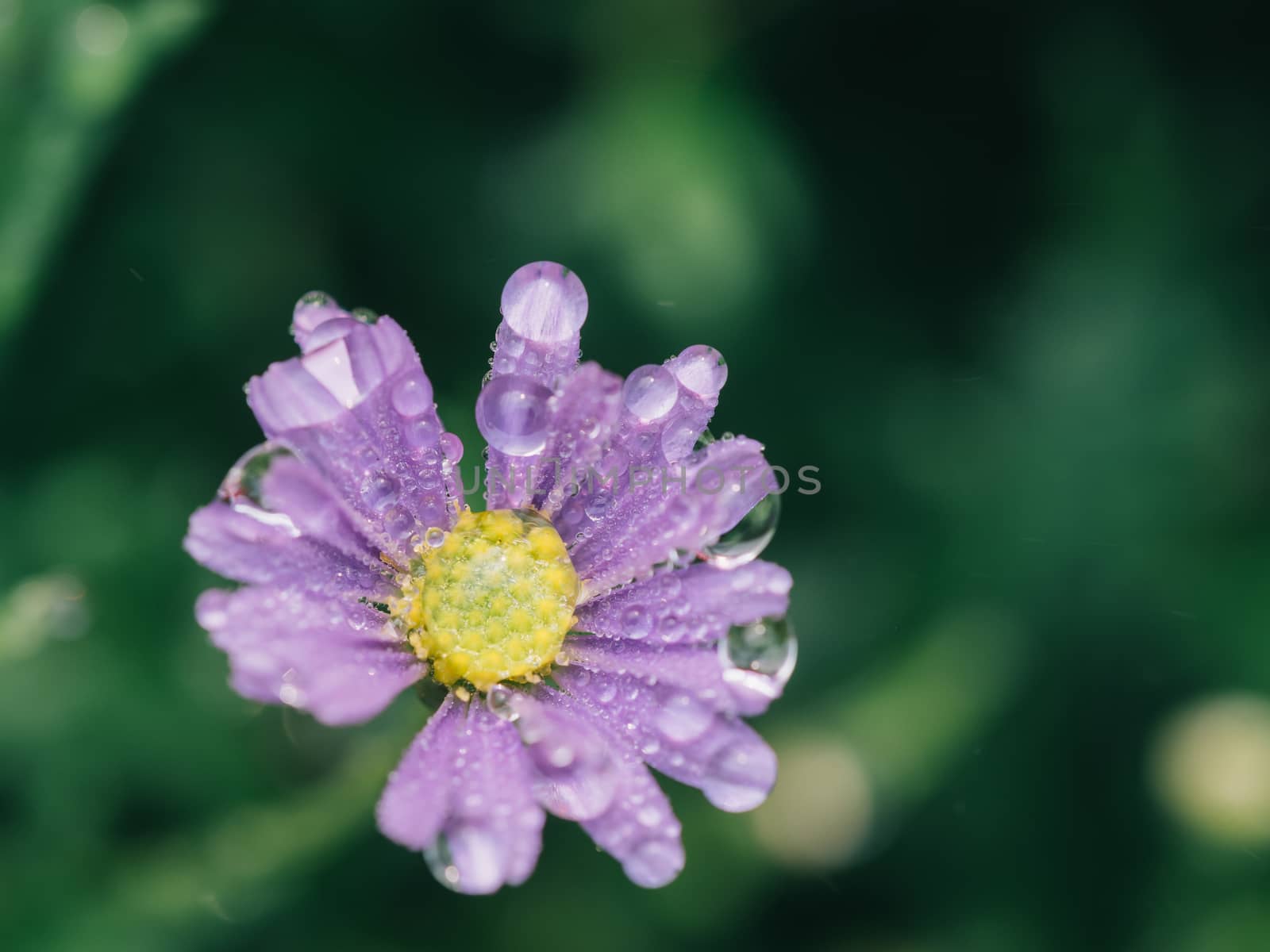 little pink flower in close up with raindrop in green background for space