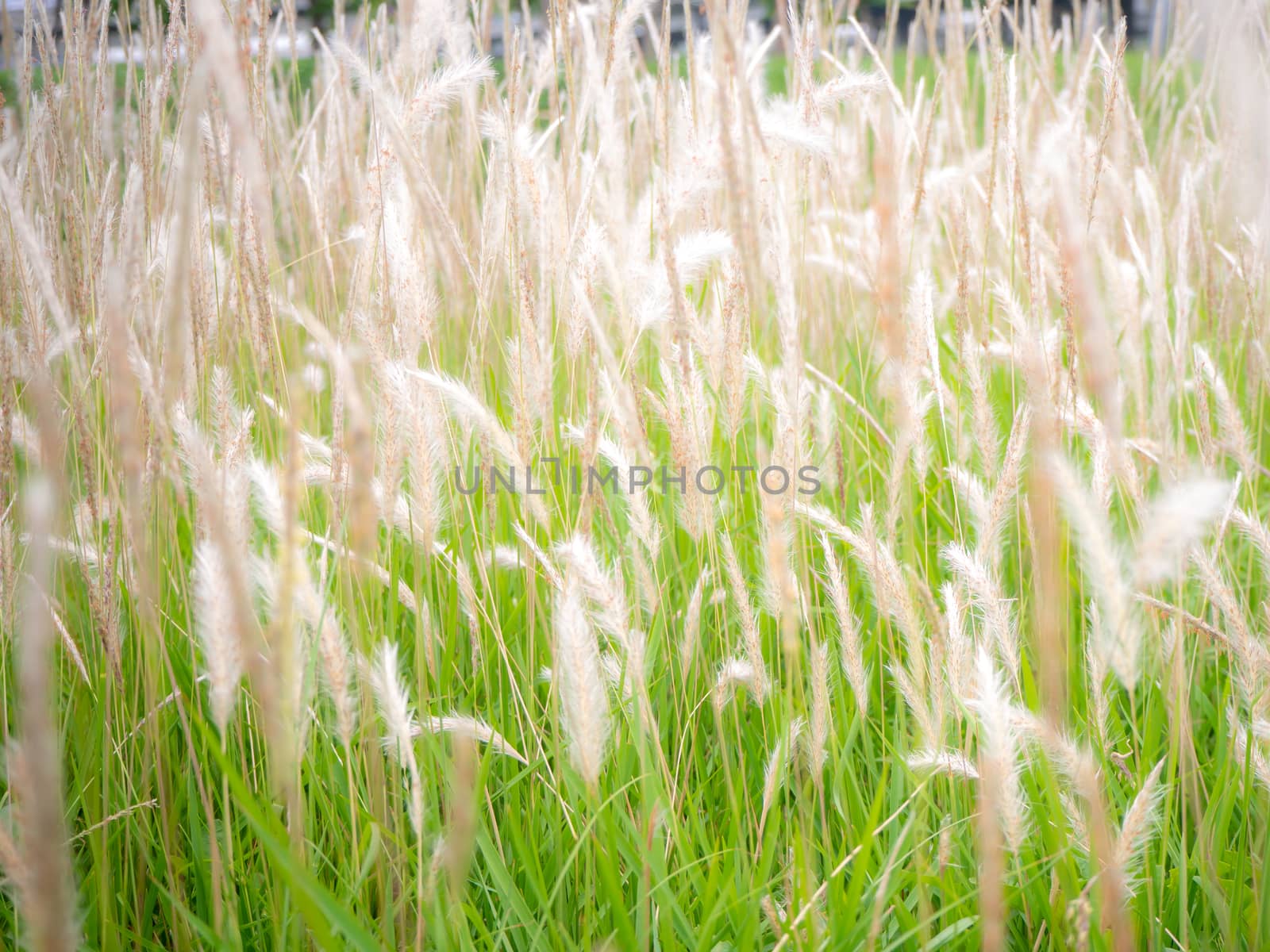 Wild blossoming grass in field meadow in nature for background