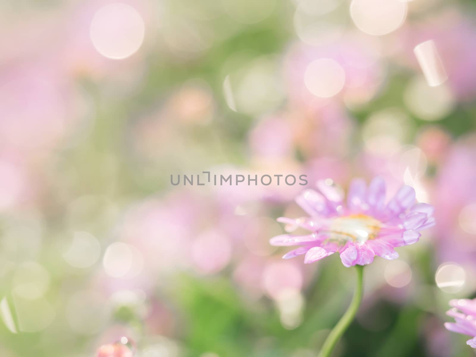 little pink flower in close up with raindrop in green background for space