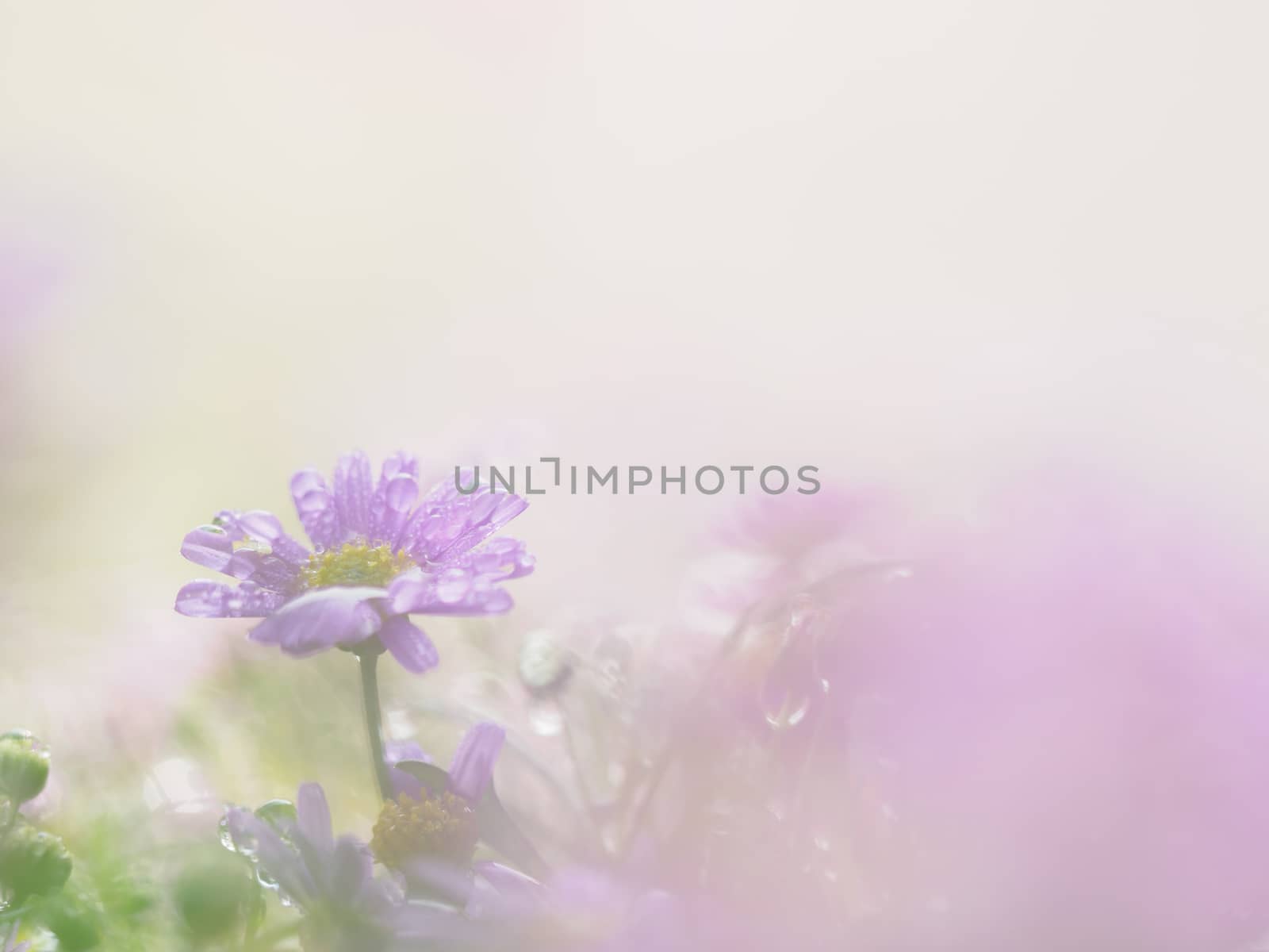 little pink flower in close up with raindrop in green background for space