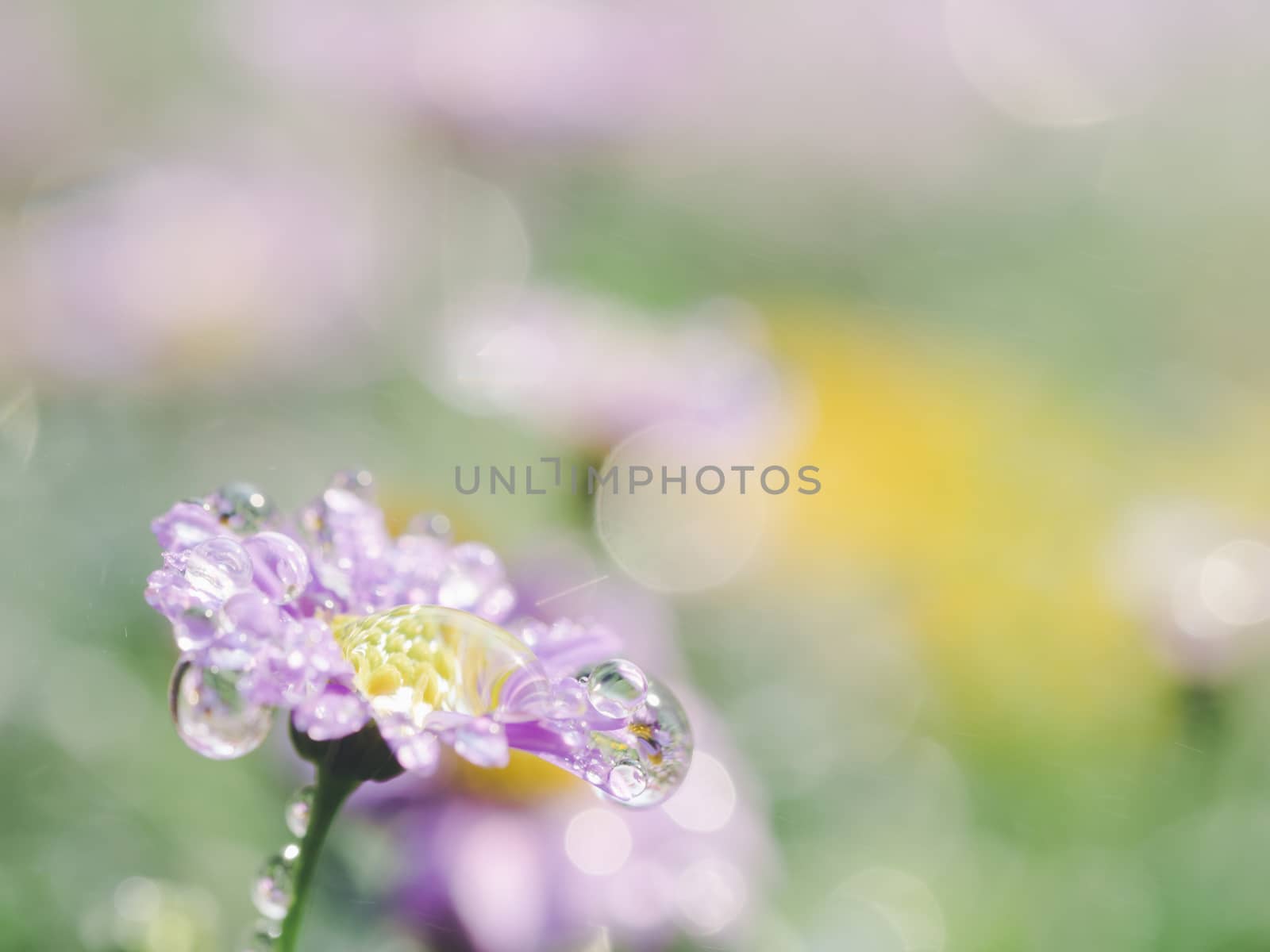 little pink flower in close up with raindrop in green background for space