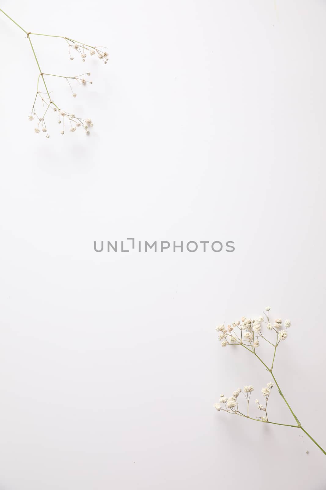 gypsophila little white flower plant isolated in white backgroun by piyato