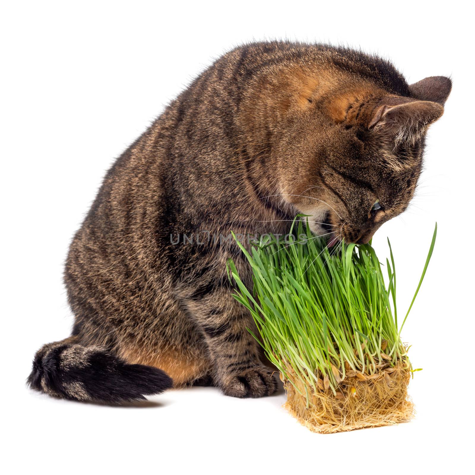 gray striped tabby cat eating fresh green oats sprouts close-up isolated on white background with selective focus and blur by z1b