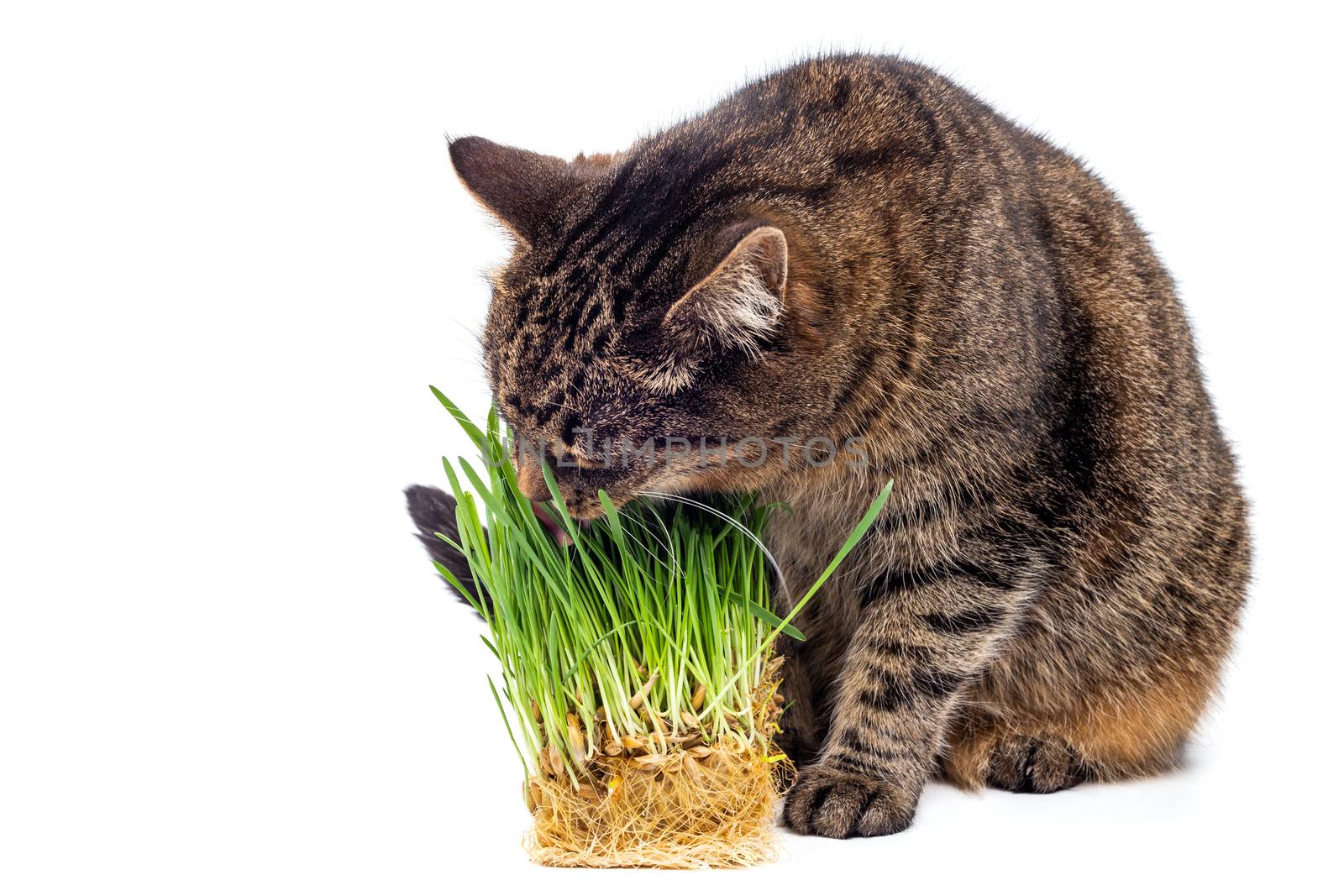 grey striped tabby cat eating fresh green hydroponic oats sprouts close-up isolated on white background with selective focus and blur. Licking its nose with pink tongue.