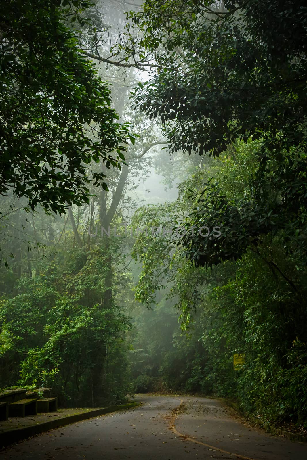 Mystical foggy road in the Brazilian jungle. by 9parusnikov