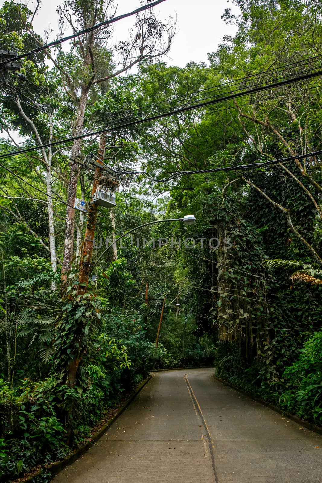 Asphalt road in the jungle of Brazil. by 9parusnikov