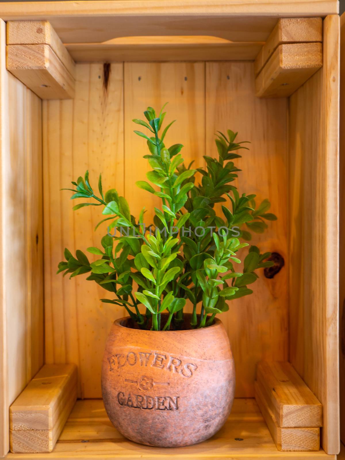 Organic fresh plant in  pot, home gardening by shutterbird