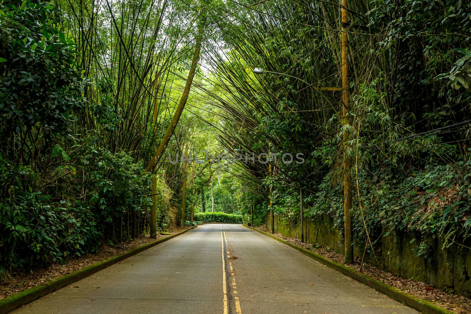 Bamboo trees overhang the road