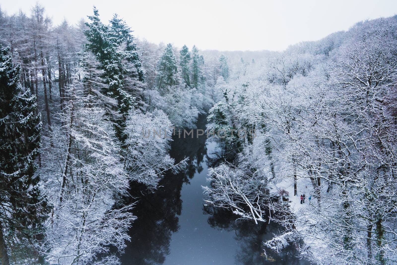 A Forest Covered in Snow in the UK