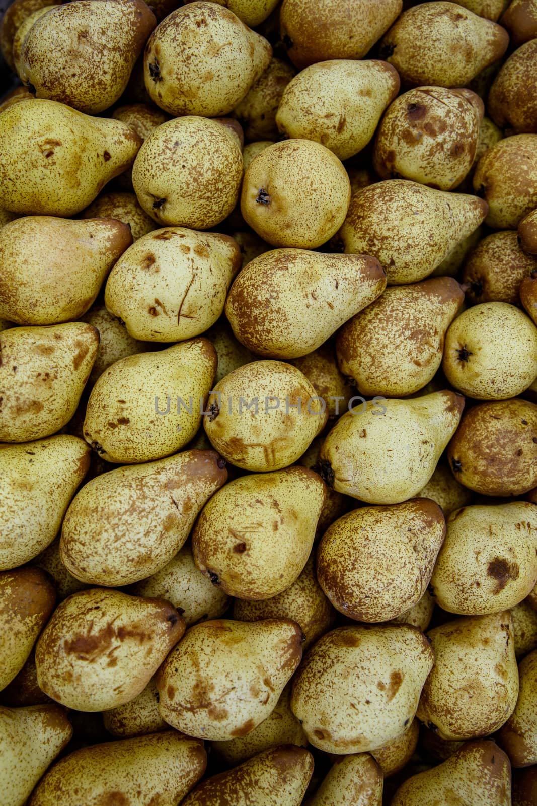 Many young pears, top view background. by 9parusnikov