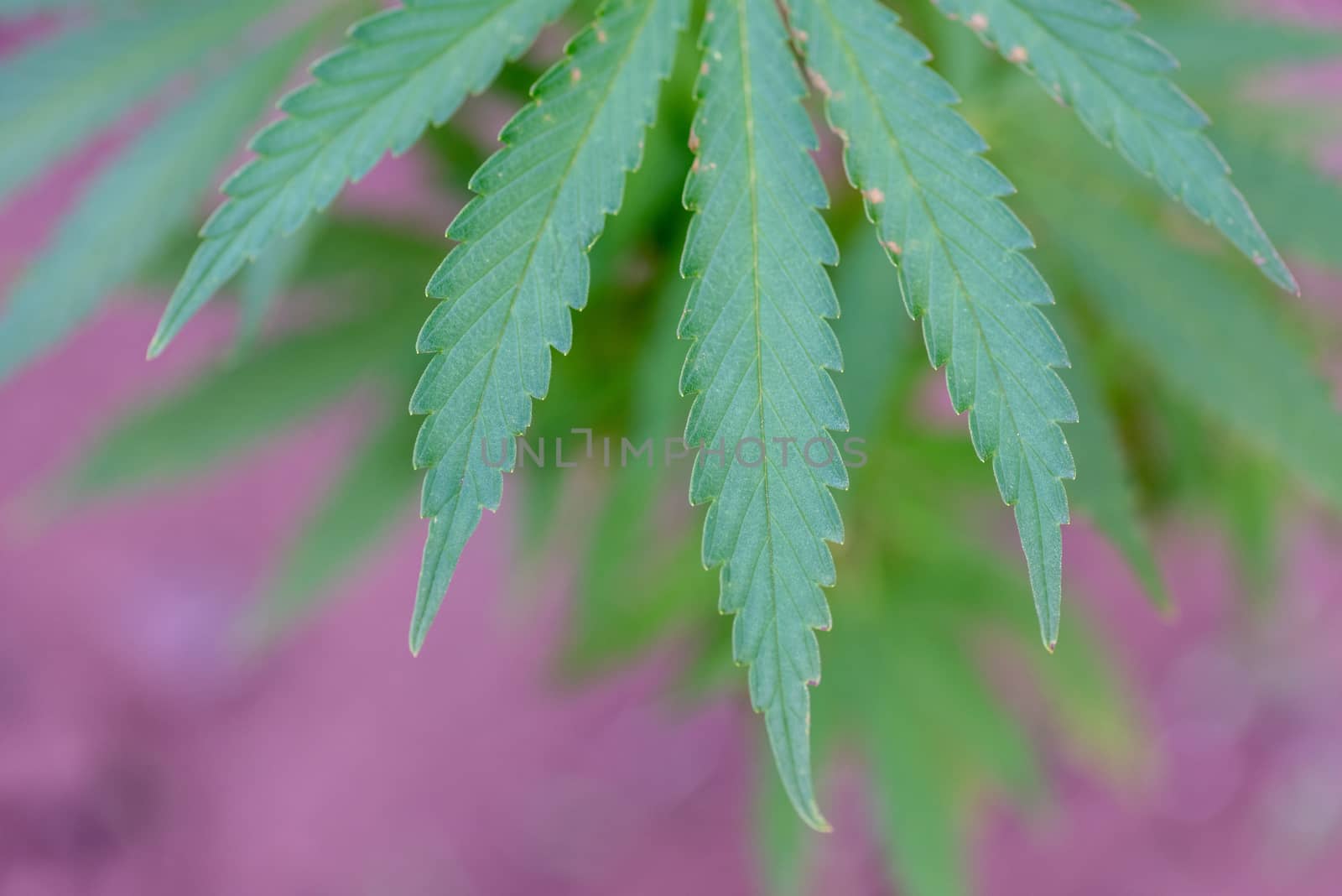 Macro shot of cannabis plants leaf