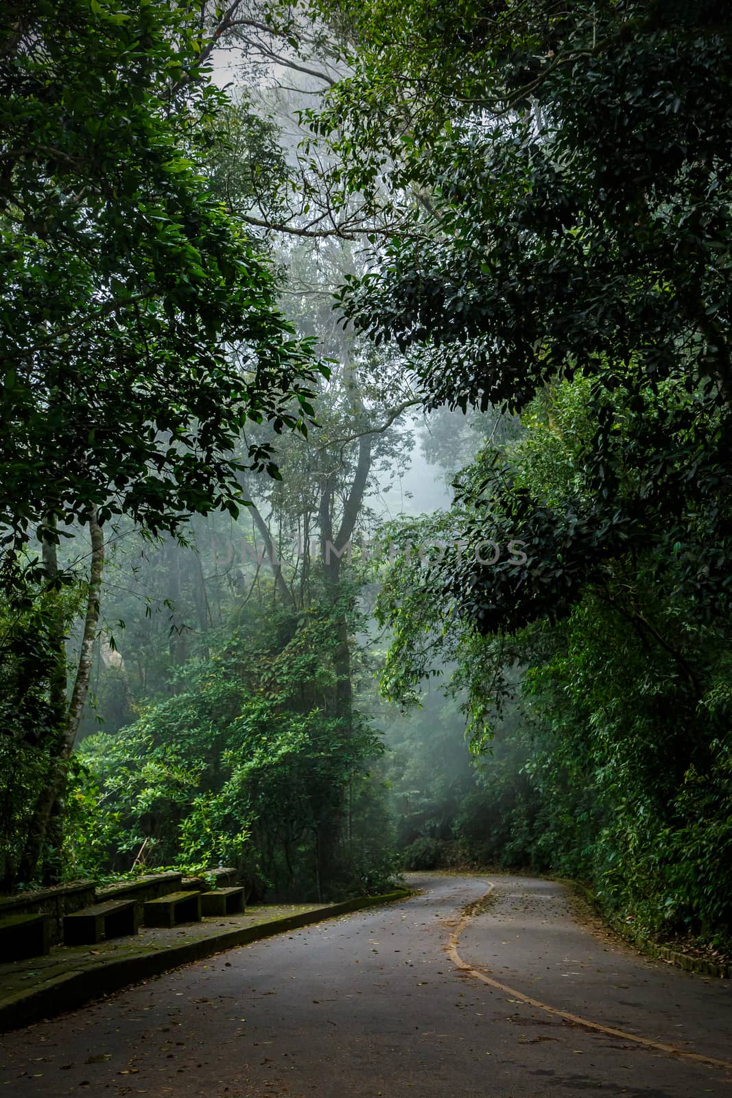 Mystical foggy road in the Brazilian jungle. by 9parusnikov