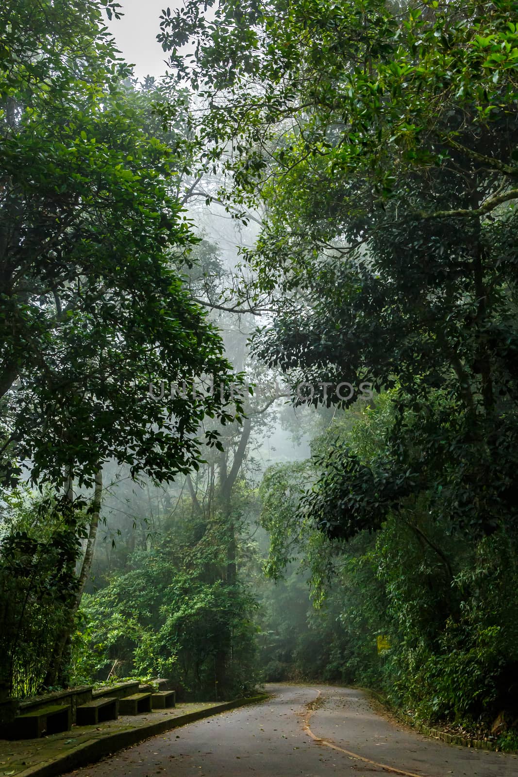 Mystical foggy road in the Brazilian jungle. by 9parusnikov