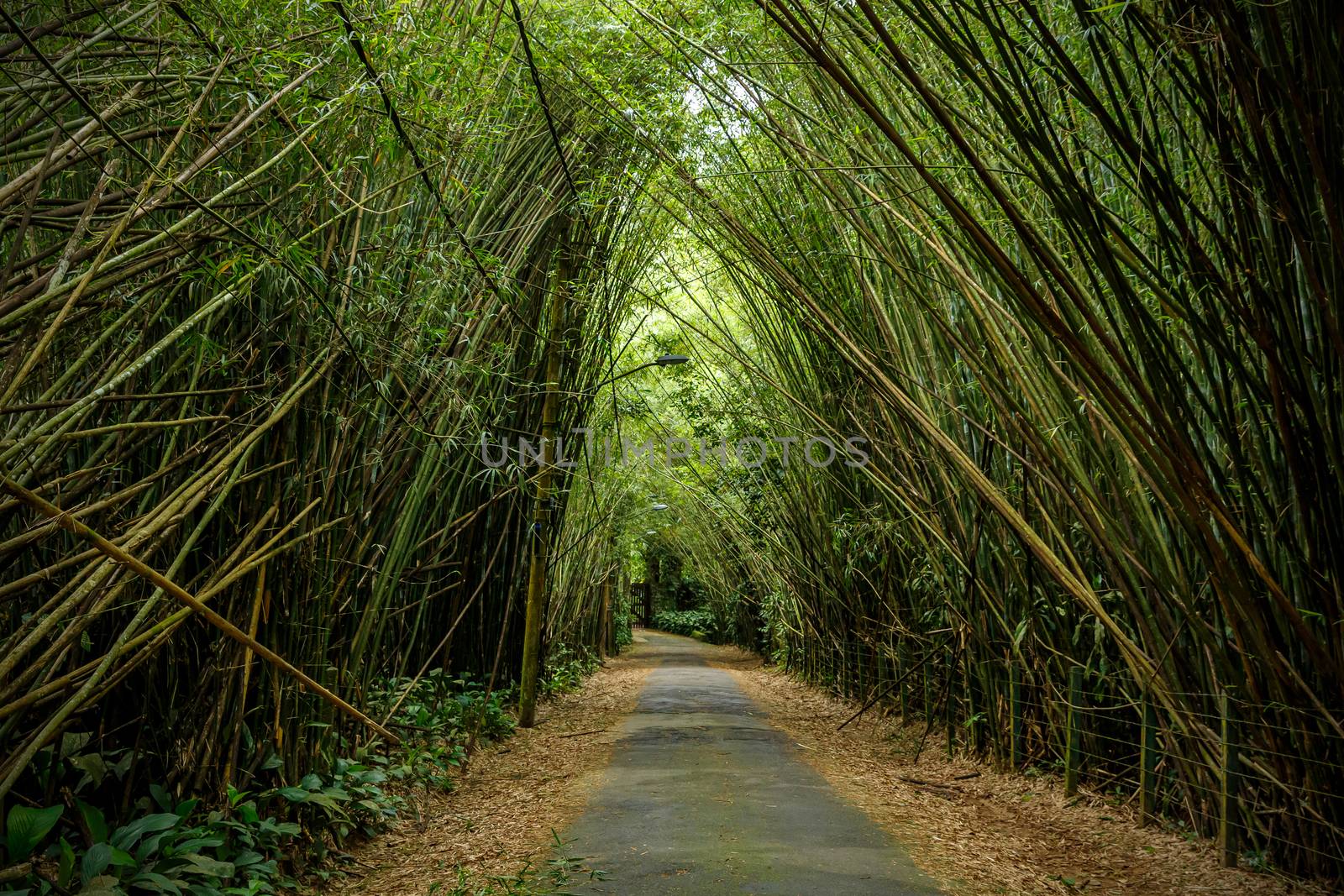 Bamboo trees overhang the road