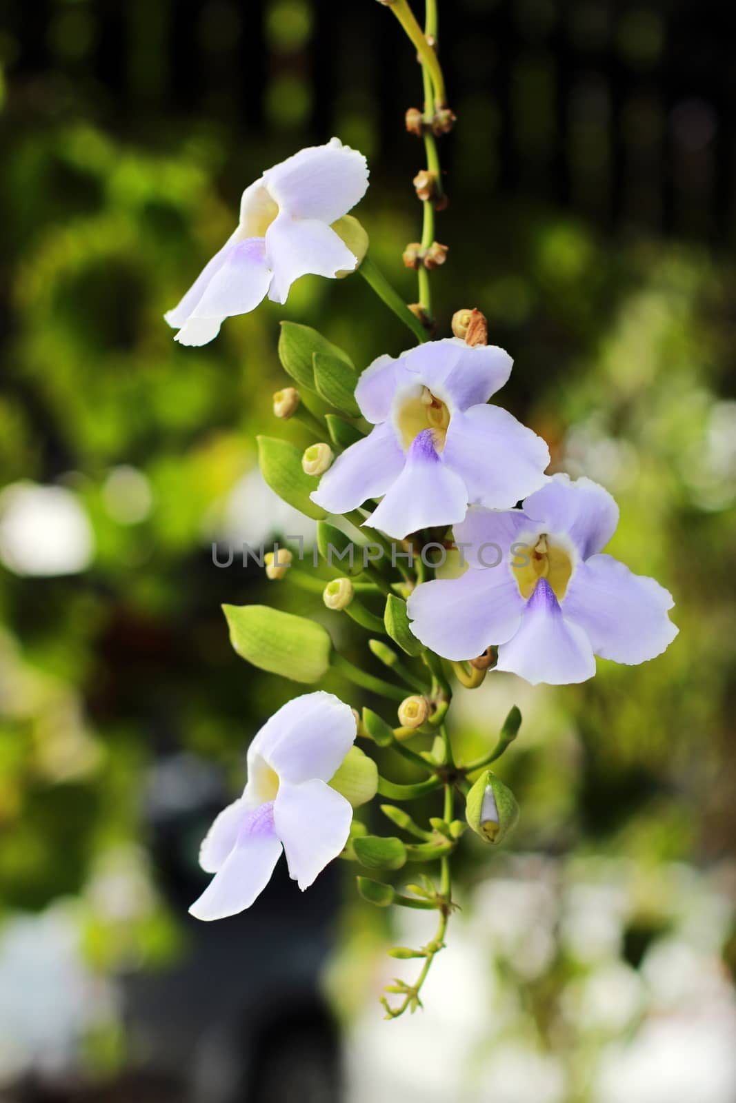 flowers vine white purple with bushy beautiful on soft and blur background