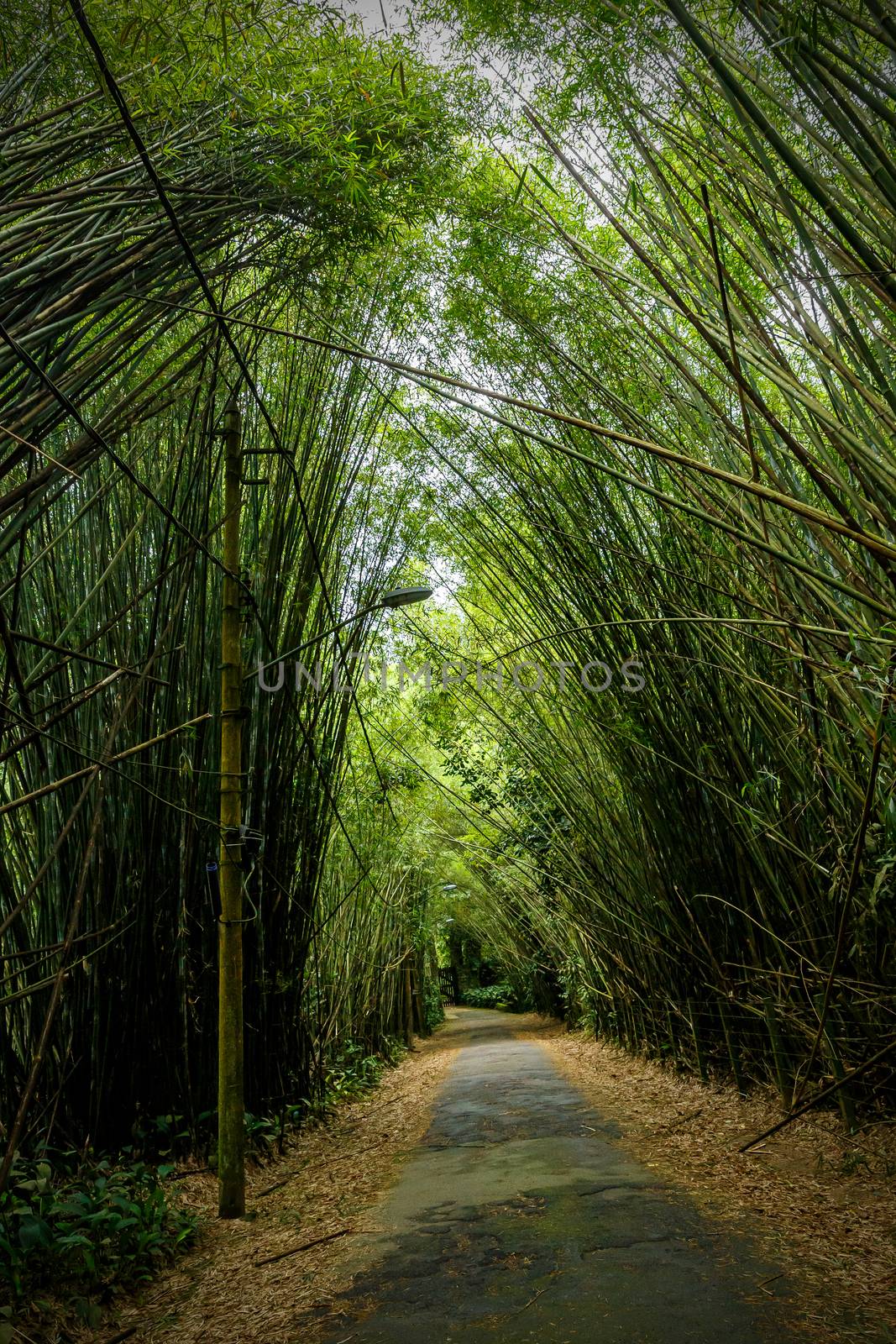 Bamboo trees overhang the road. by 9parusnikov