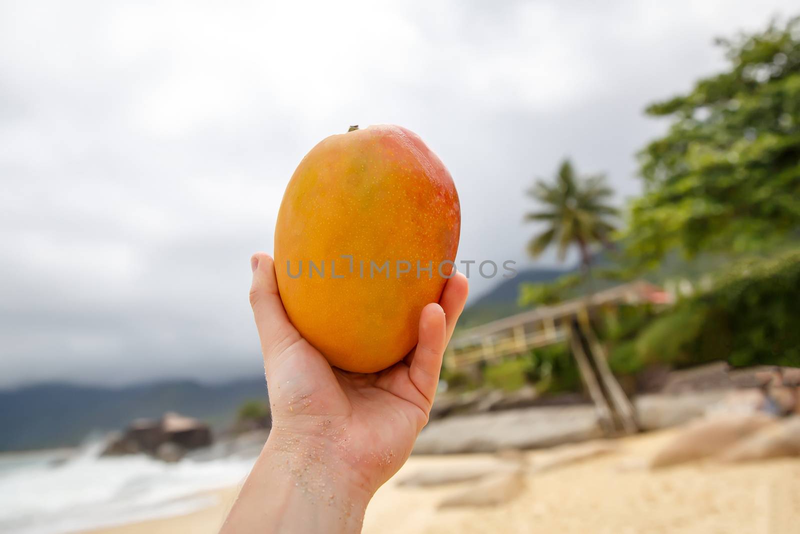 Fresh mango in hands on the beach ocean